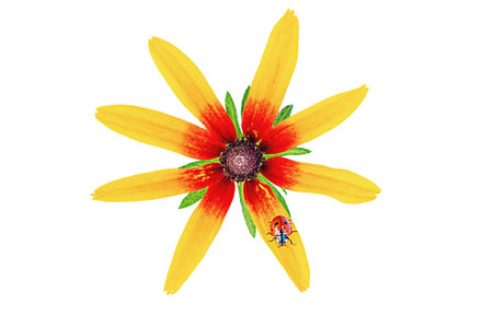 Yellow with burgundy color flower isolated on white. A ladybug crawls on a flower.の写真素材