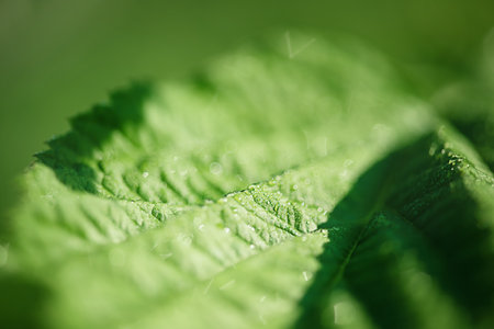 Fine focus part on green leaf with drops and blurred part. Macro leaves.の写真素材