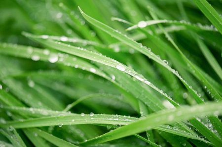 Macro photo of green grass bent with dew drops.の写真素材