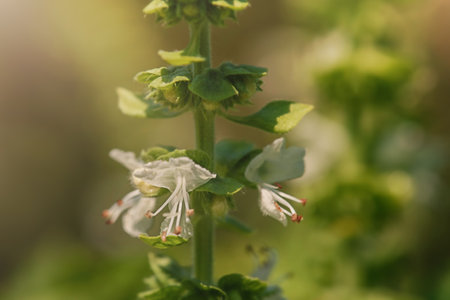 Basil plant in the garden. Green basil blooming with white flowers on a sunny day.の写真素材