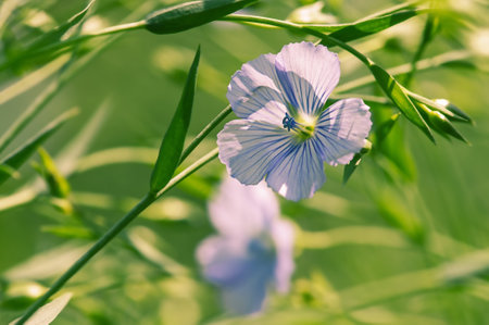 Flax flower and green leaves. Blue flax flowers on a sunny day.