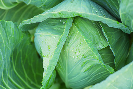 Macro photo of cabbage with water drops. Young cabbage grows on the bed.