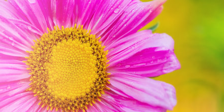 Water drops on pink flower petals. A macro photo of a part of an aster flower.の写真素材
