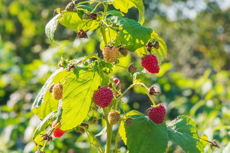 Raspberries are healthy and tasty berries. A bush of ripe and unripe raspberries in the sun.