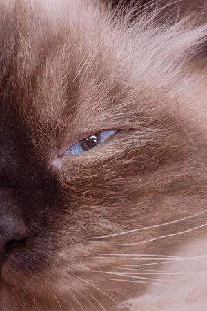 A cat of the Neva Masquerade breed. Portrait of a beige cat with brown. Part of a cat's face.の写真素材