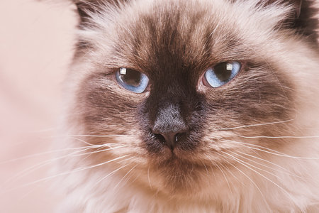 The cat of the Neva masquerade breed is beige and brown. A kitten with blue eyes on a beige.