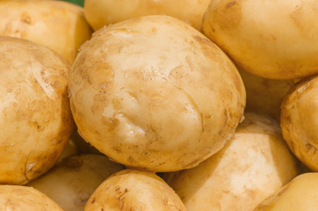 Young potatoes as a background in sunlight. Potato harvestの写真素材
