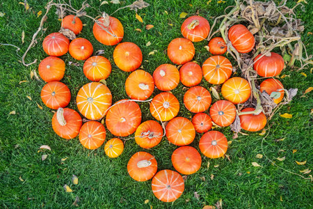 Ripe orange pumpkins are stacked on the grass in the form of a heart. Harvesting pumpkins