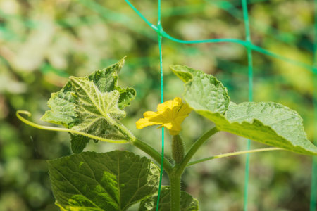 A yellow cucumber flower with a small knotted cucumber. Cucumber vegetable plantの写真素材