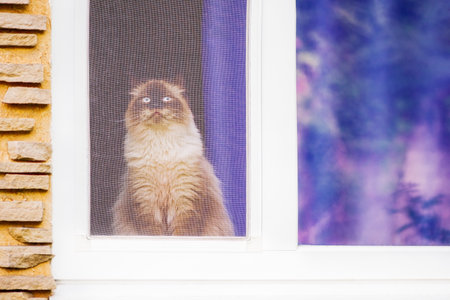 The cat is sitting on the windowsill behind the mosquito net.の写真素材