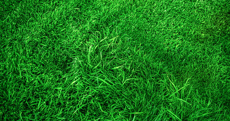 Lawn light and shadow. Lawn grass is longer and shorter green as a background web size.の写真素材