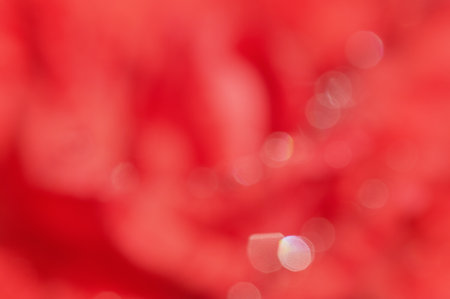 Red defocused background. Defocus light blurred rose and water dropsの写真素材
