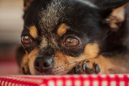 Chihuahua breed dog. A pet animal lies on a checkered tableclothの写真素材