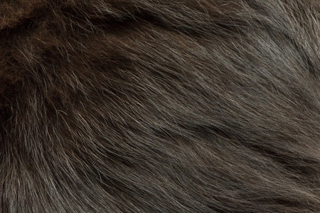 Cat fur as a background. Close-up of a black long fur kitten or catの写真素材
