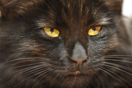 Close-up of a black kitten with yellow eyes. A cat, a pet. A cat's face.の写真素材