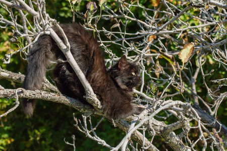 A black kitten sits on a tree branch in autumn. Cat in the gardenの写真素材