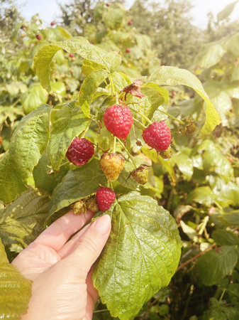 Ripe raspberry bush. Hand shows raspberry berries on a plant