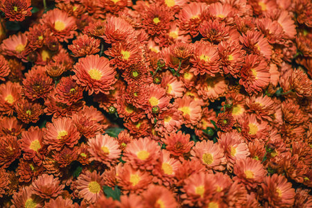 Autumn chrysanthemum flowers are orange with yellow as a backgroundの写真素材