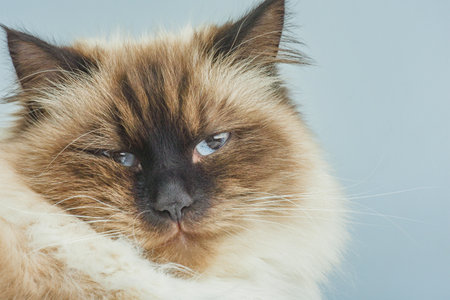 Long-haired cat with blue eyes on a blue backgroundの写真素材