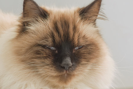Siberian cat squinting on a gray background. Pet, cat.の写真素材