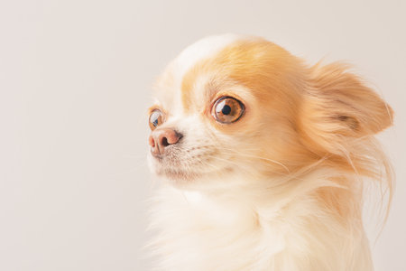 Chihuahua on a light background. Pet, dogの写真素材