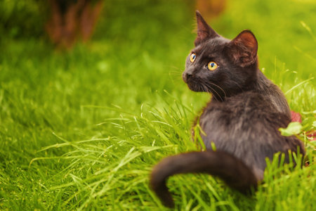 Black kitten on green grass. Pet cat, animalの写真素材