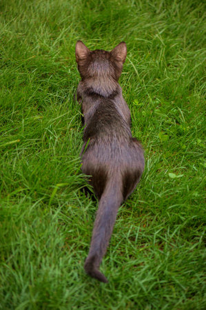 Black kitten with its back to the camera on the grass. Cat on a green lawn. Pet.の写真素材