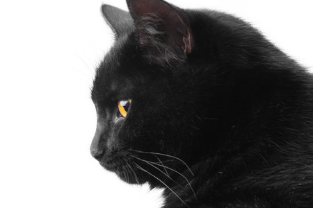 Profile of a black cat isolate on a white backgroundの写真素材