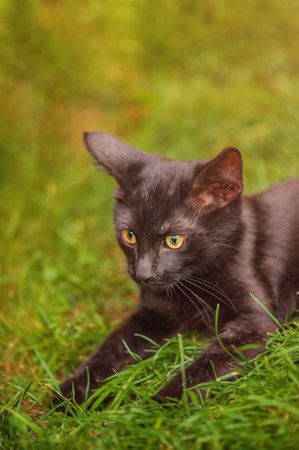 A black kitten lies on green grass. Pet, cat.の写真素材