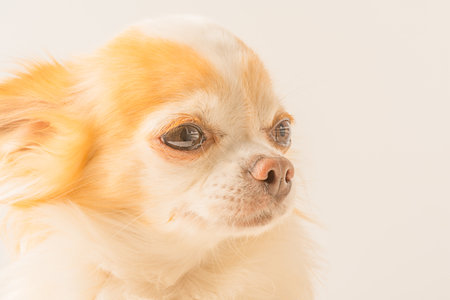 Pet, dog. Chihuahua on a light backgroundの写真素材