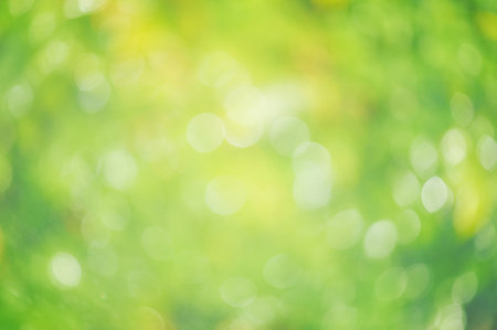 Defocused background green blurred leaves. Defocus light natural blurred greeneryの写真素材
