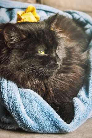 Black cat lying in a blue blanket. Pet, animal, kittenの写真素材