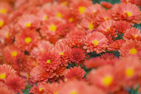 Chrysanthemum flowers thin focus part and blurred flowers