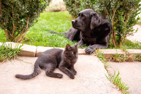 Black kitten in focus and Labrador Retriever dog in defocus in the background outdoors