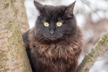 A black and brown cat sits on a tree