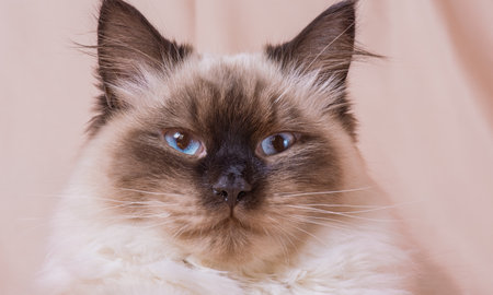 Cat breed Neva Masquerade beige with brown color. Siberian catの写真素材