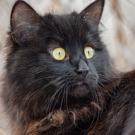 A cat with long black fur on a background of blurred trees. A pet cat outdoorsの写真素材