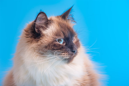 Siberian cat breed color point on a blue background. Pet, cat with blue eyesの写真素材