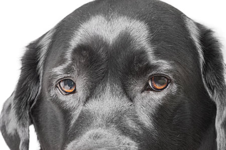 Dog's muzzle. Black Labrador Retriever macro photoの写真素材