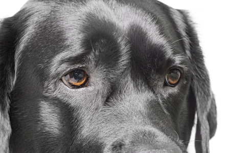 Dog's eyes. Labrador Retriever black color macro photoの写真素材