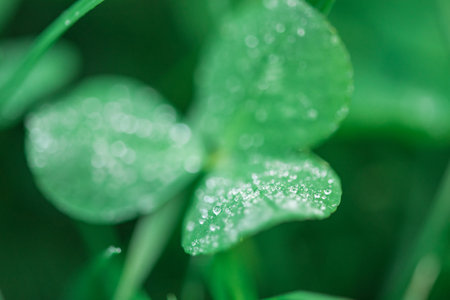 Macro photo of water drop on clover plant leaf. Green natural background with plant thin focus part