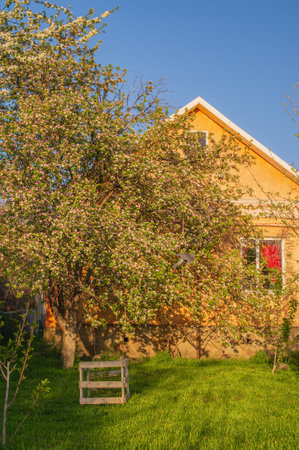 An apple tree is blooming against the background of a houseの写真素材