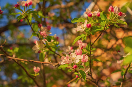 The tree is blooming. Pink apple blossoms and green leaves in spring. Springtime.
