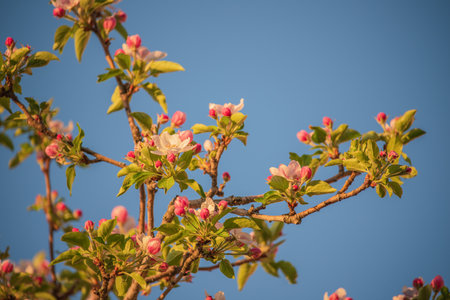 Apple tree blossoms against a blue sky. Springtimeの写真素材