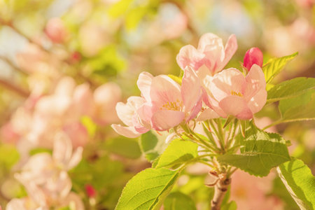 Pink apple blossoms, fine focus and bokeh. Springtimeの写真素材