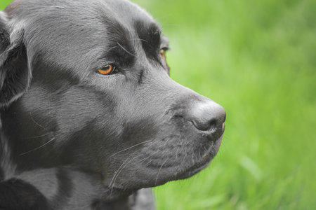 Profile of a black Labrador Retriever dog on a green backgroundの写真素材
