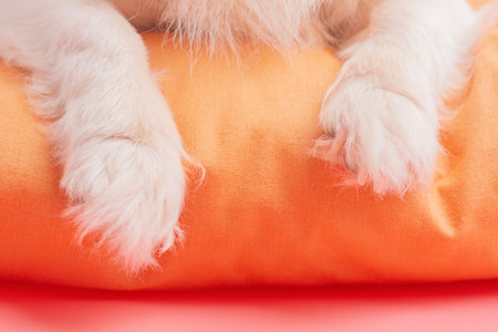 White paws of a small breed Chihuahua dog on a yellow pillow and a pink backgroundの写真素材