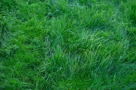 Green grass as a background. The lawn is partially mowedの写真素材