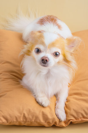 Chihuahua dog on a yellow pillow on a beige backgroundの写真素材