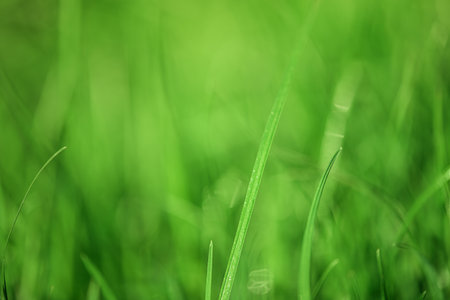 Defocused green background and one blade of grass in soft focus.. Blurred greenery, natural bokehの写真素材